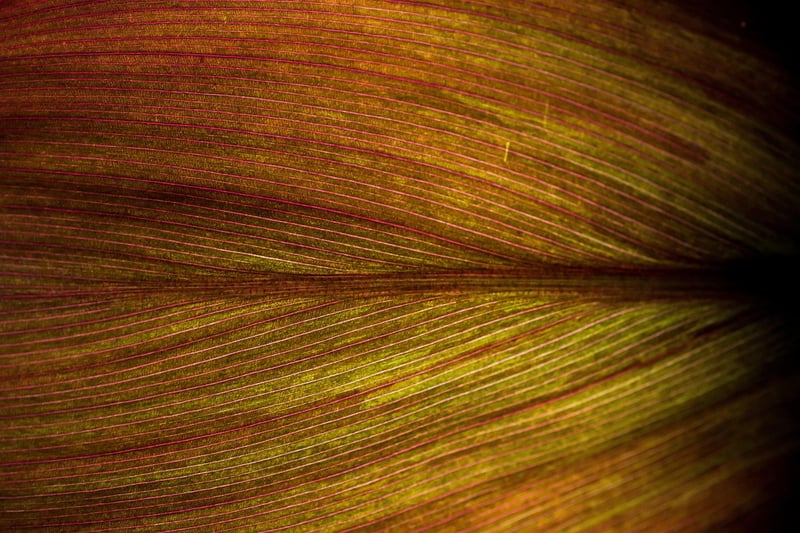 Botanical Studies