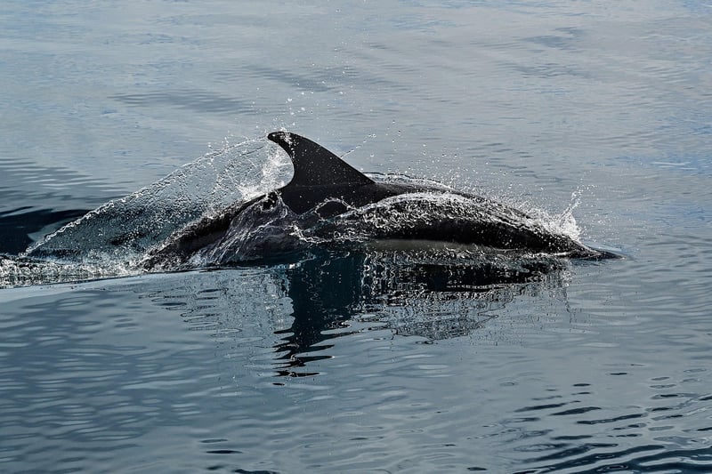 Dolphin